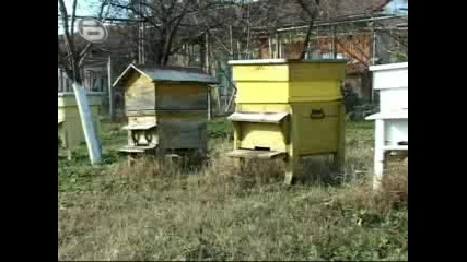 Избраха Цар на пчеларите 