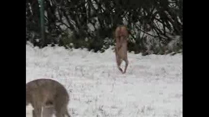 Смях - Куче Ходи На Предните Лапи Заради Снега 