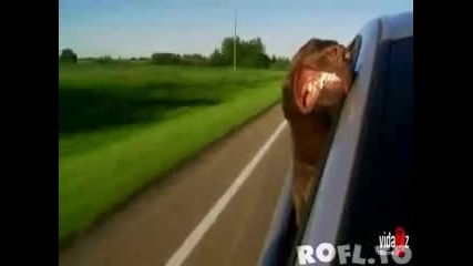 Куче се кефи на вятъра