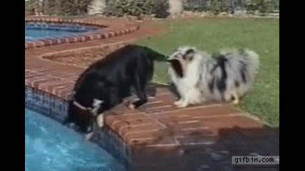 Кучета работят в екип за да извадят топче от водата!