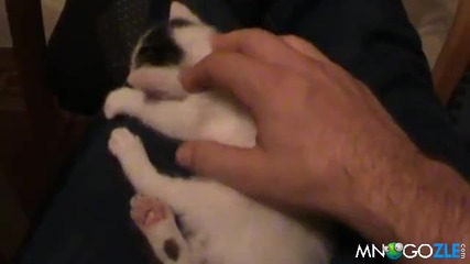 много сладко котенце !