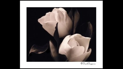Magnolia ~ J.j. Cale