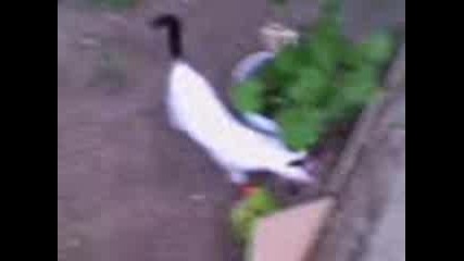 Видео с коте
