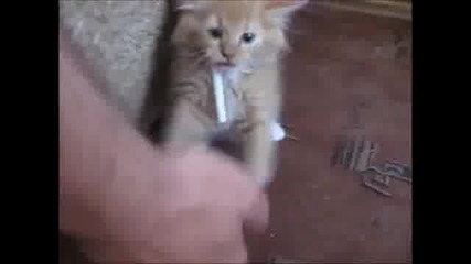 Котка и цигара