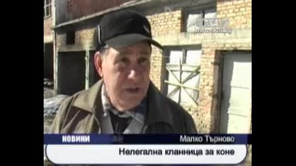 Цигани осмърдяха град с нелегална кланница за коне 