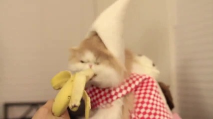 Коте Яде Банан