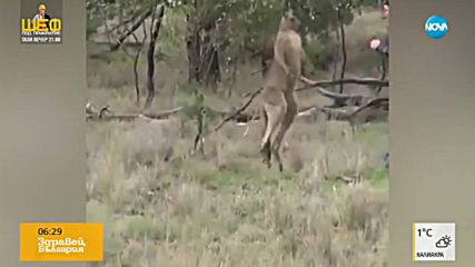 Неравен бой между кенгуру и куче
