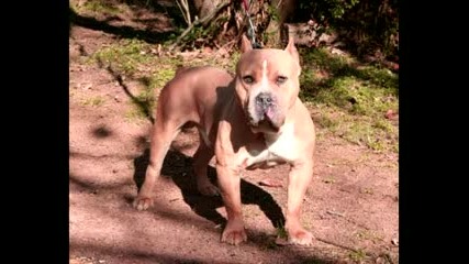 D - Ivey Pit Bull Line