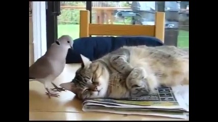 Гълъб и котка