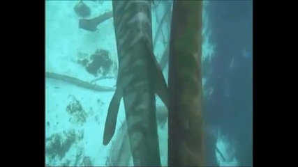 Хинерия лови Хинерптони Руски / Tetrapoda_хинерия_educational movie is used on http://batrachos.com/