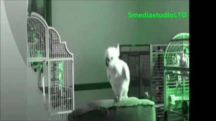 Harlem Shake правен от папагал
