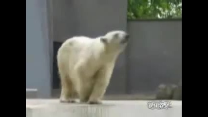 Танца на мечката 