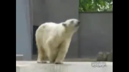 Танца на мечката