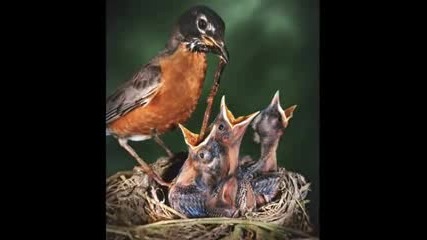 Early Bird 