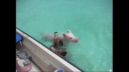 Плуващи прасета в кристално чиста вода