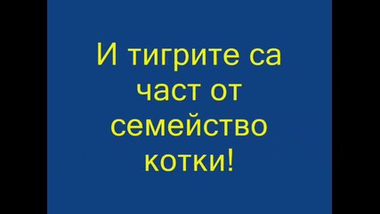 Котките
