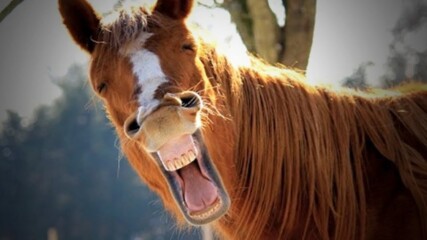 Смешни снимки на коне