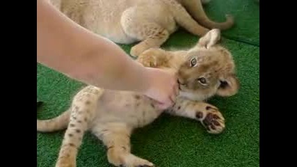 Много Сладки Бебета Леопардчета