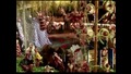 В Мексико по Коледа изрязват репички във формата на фигури
