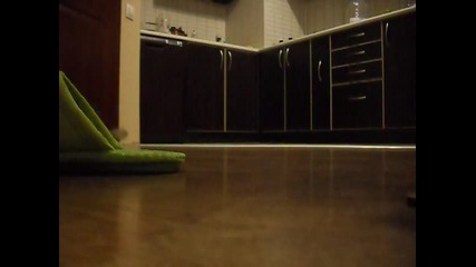 коте...или куче, преценете сами