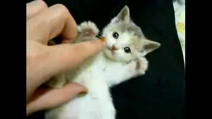 Малко сладко котенце
