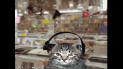 Cat`s Love Song