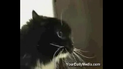 Сладки Говорещи котенца