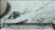 Щастието на една панда през зимата - "Здравей, България"