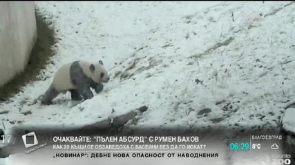 Щастието на една панда през зимата - "Здравей, България"