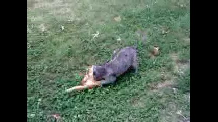 crazy cats