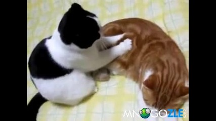 Котешки масаж