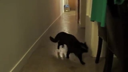 Котки си играят на нинджи!