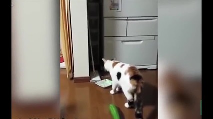 Котки се плашат от краставици