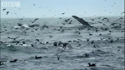 The future for humpback whales - Bbc Planet Earth 