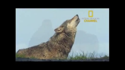 National Geographic Channel A Man Among Wolves 