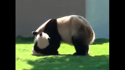 Мама Панда се бори с бебето си
