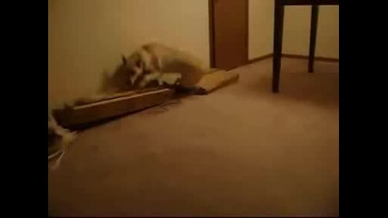Голям Смях Куче сънува