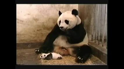 Бебе панда киха много смешно