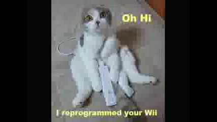 very funny cats 3.avi