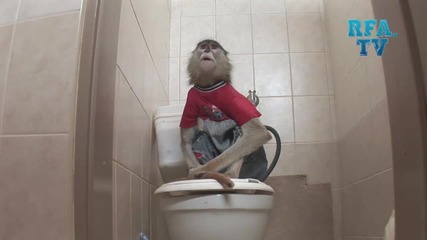 Смях! Маймуна В Тоалетната ( Скрита Камера )