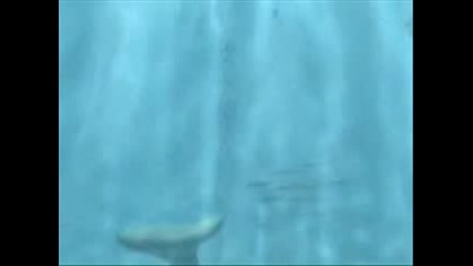 Something Fishy