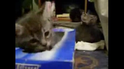 kitties love their box