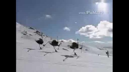 Голем смях Щрауси карат ски
