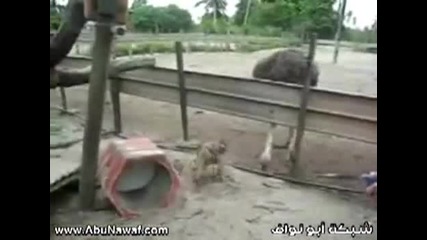 Смешна маймунка иска целувка 