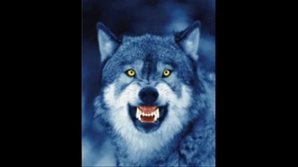 grouzin wolf (грузинският Вълк) 
