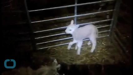 Cute 5-legged Lamb is the Happiest Thing You'll See Today