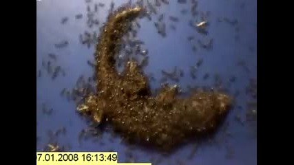 Удивително!ето как на бърз кадър мравки изяждат гущер