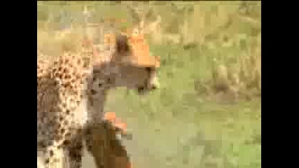 Леопард срещу бебето газела