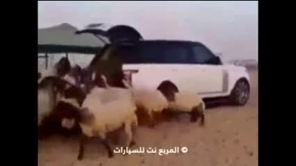 Арабска хранилка за овце