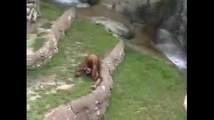Орангутан си пие урината Смях